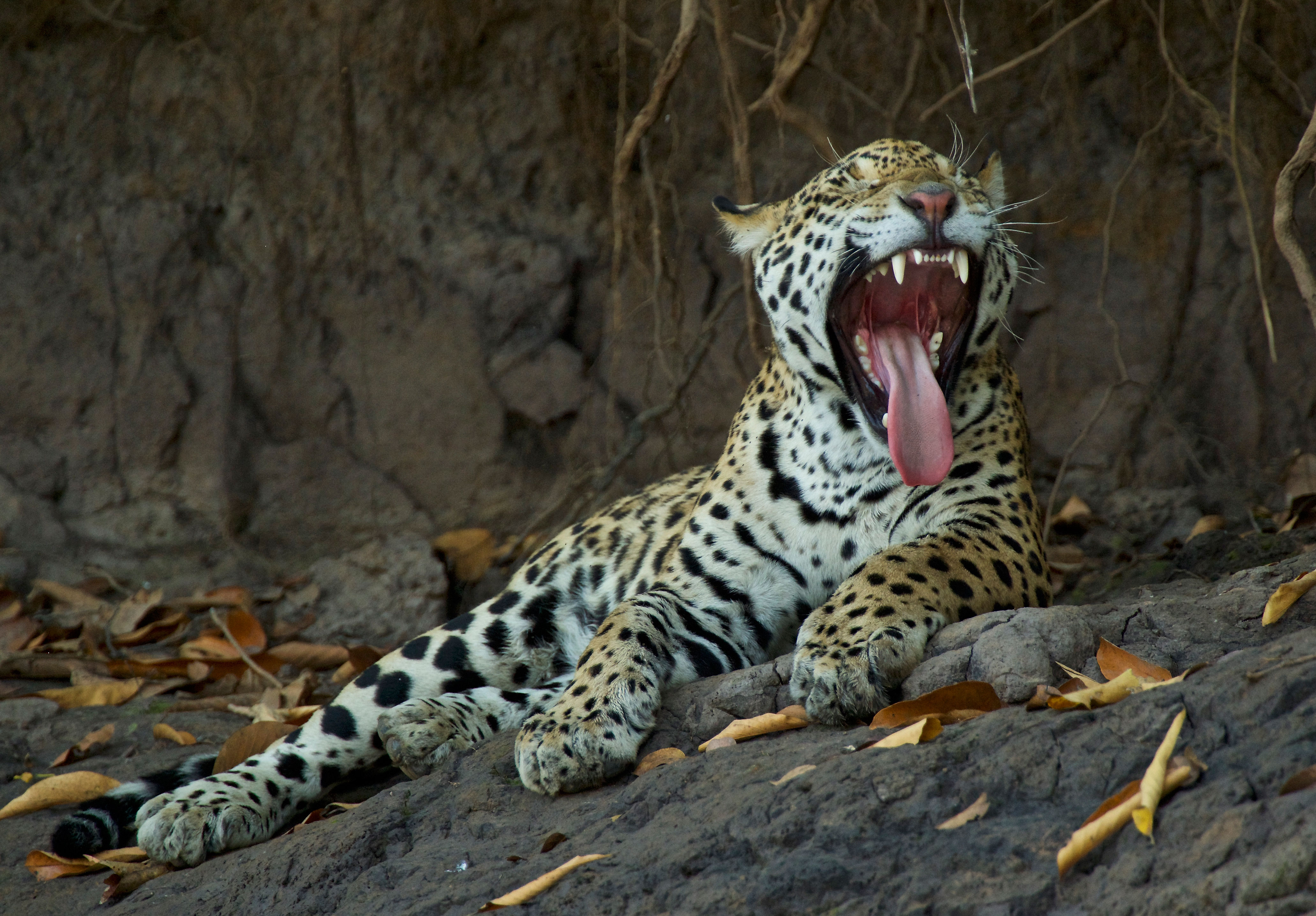 This Kitty Jaguar's Struggle For Survival Will Move You