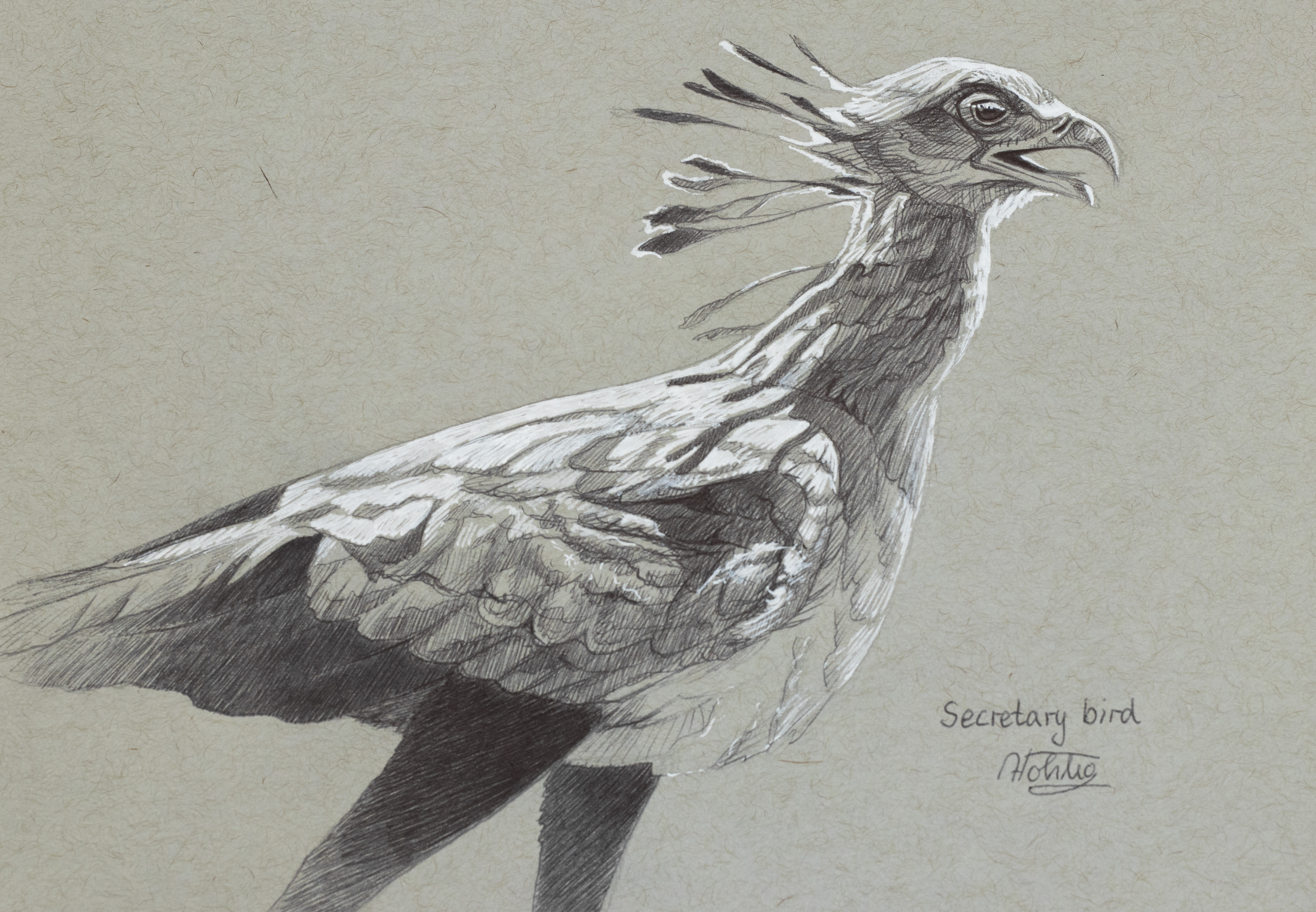 PT_Vol_33_Wild_Art_Diana_Höhlig