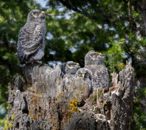 Owls in British Columbia, Canada – Paws Trails Magazine | Wildlife