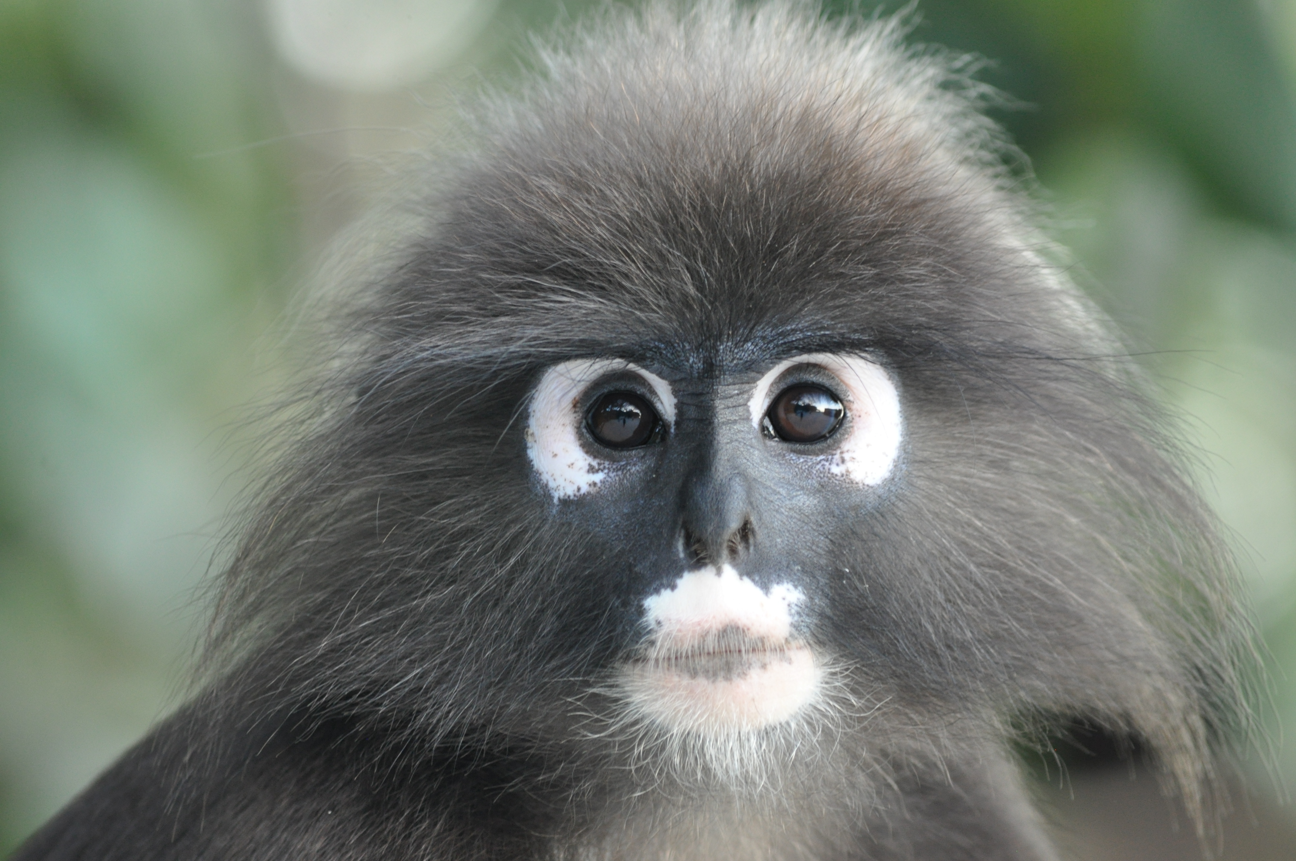 PT_VOL_34_Species_Mona_Patel