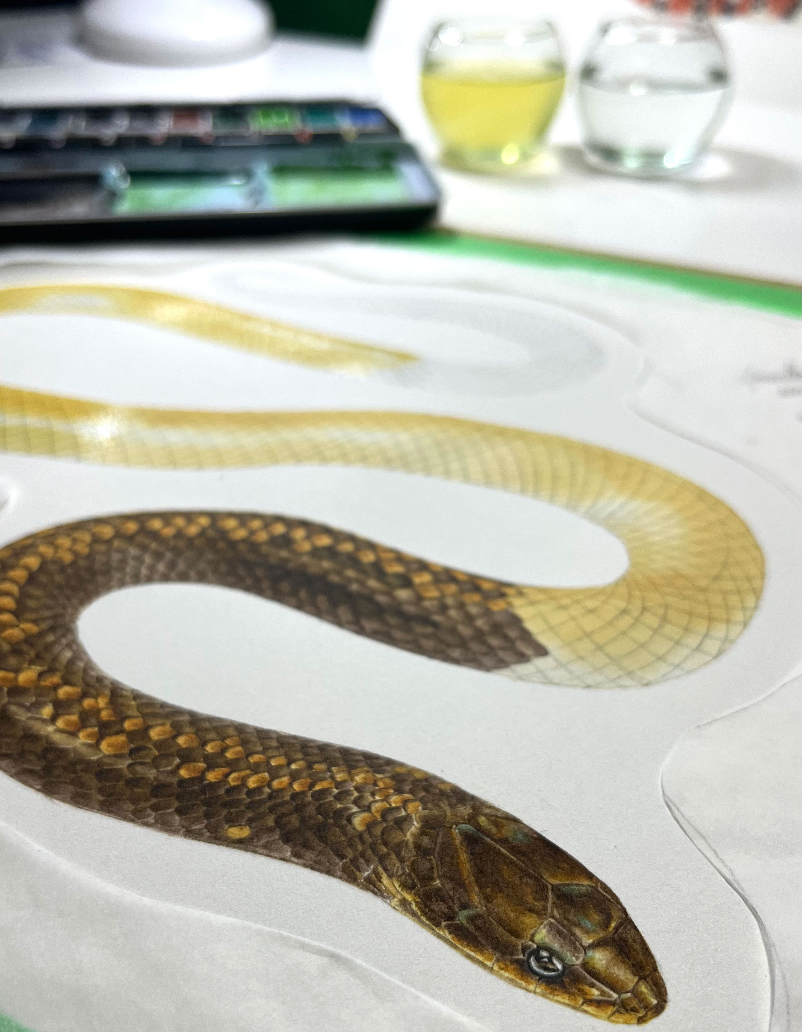 PT_VOL_37_WildArt_Valentina_Nieto_Fernández