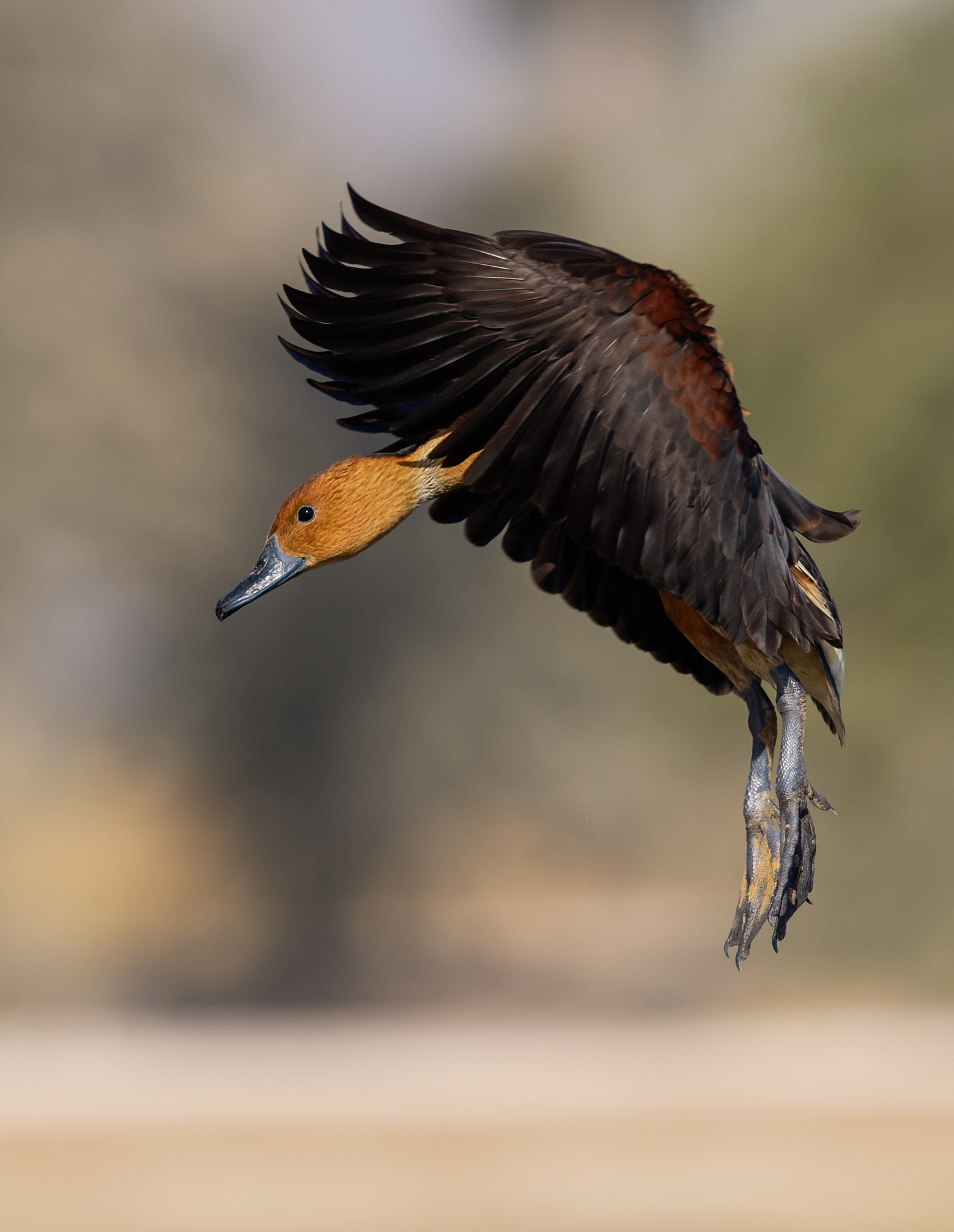 Birds In Flight Tips Insight Paws Trails Magazine Wildlife