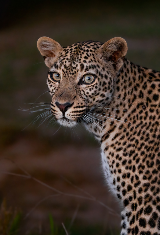 Leopard  (Panthera pardus); Masai Mara, Kenya