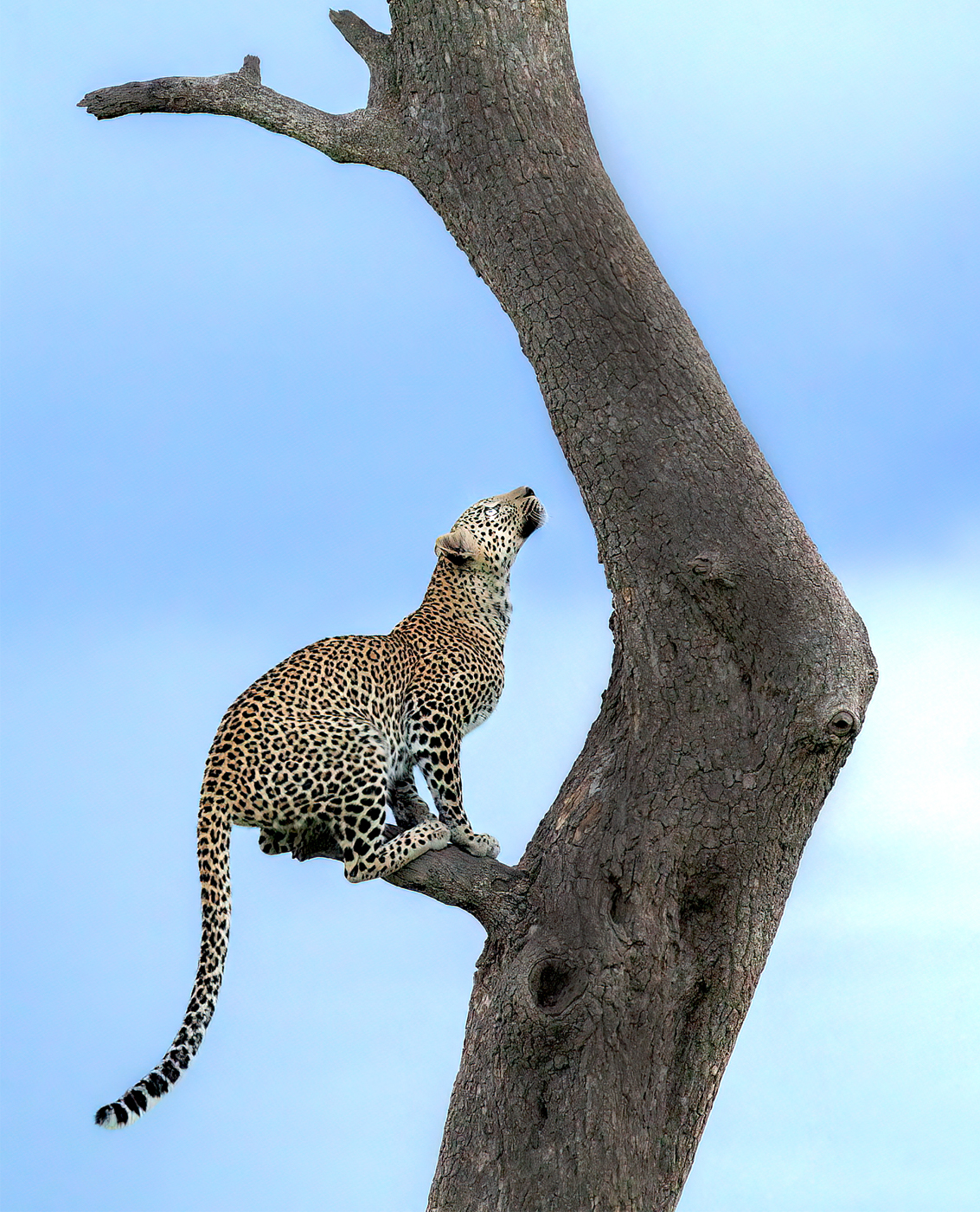 Leopard (Panthera pardus); Masai Mara, Kenya