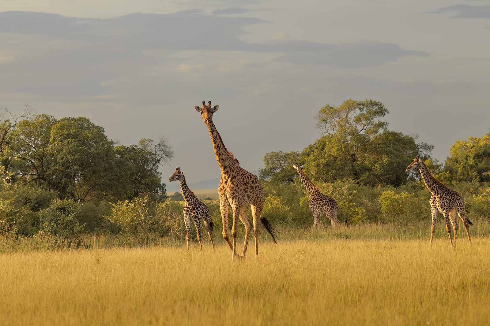 Masai Giraffe (Giraffa tippelskirchi ); Masai Mara, Kenya