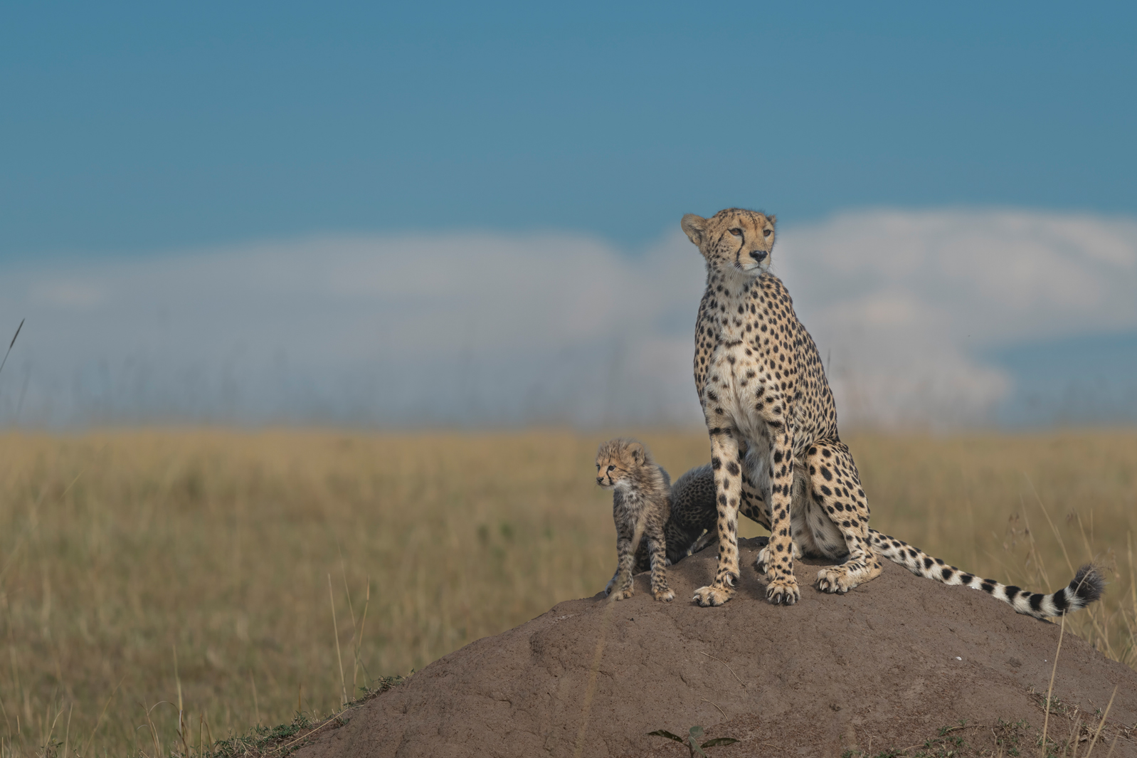 Cheetah (Acinonyx jubatus);Masai Mara, Kenya