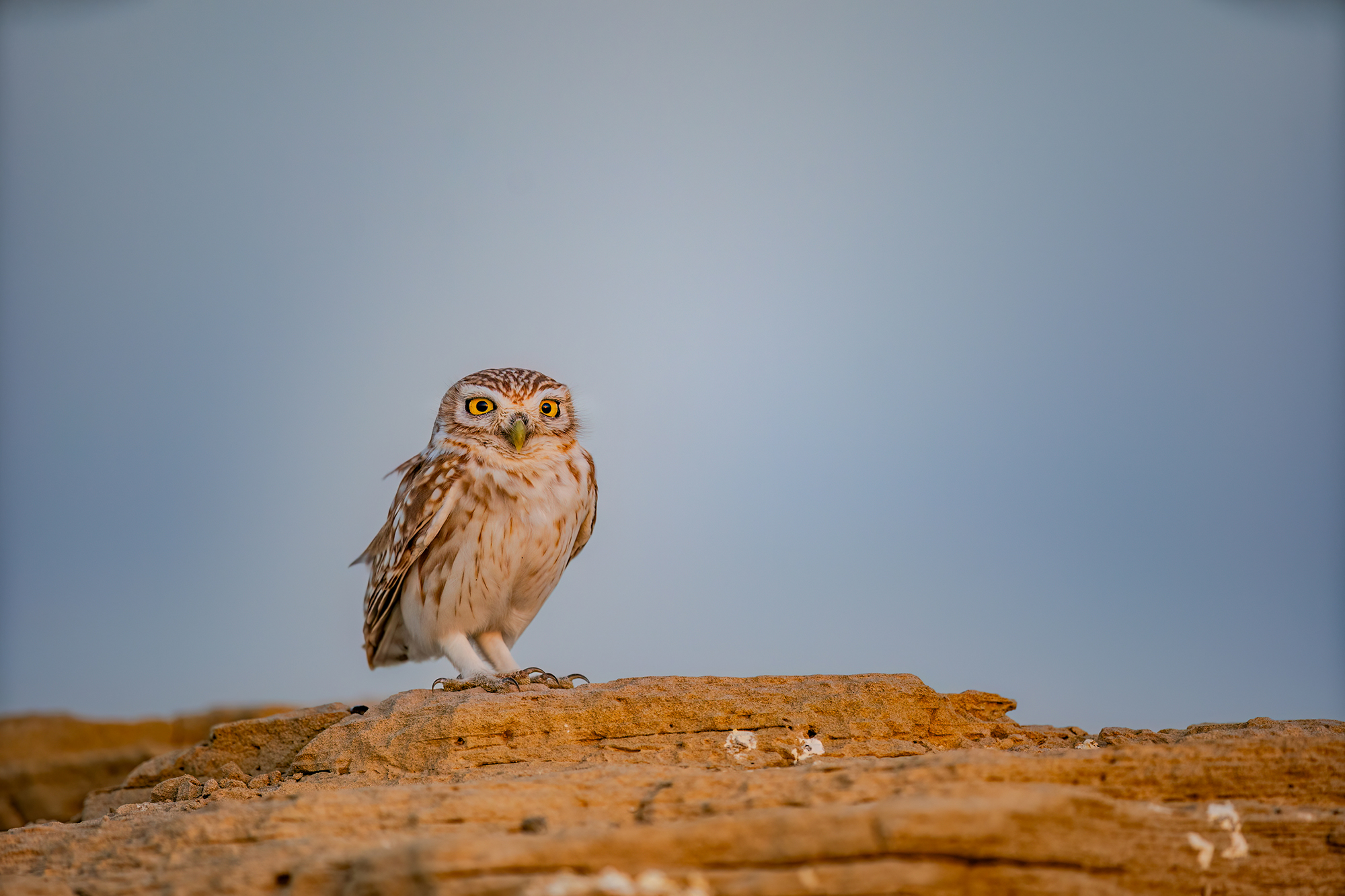PT_Exp_Vol_40_Species_Hermis_Haridas