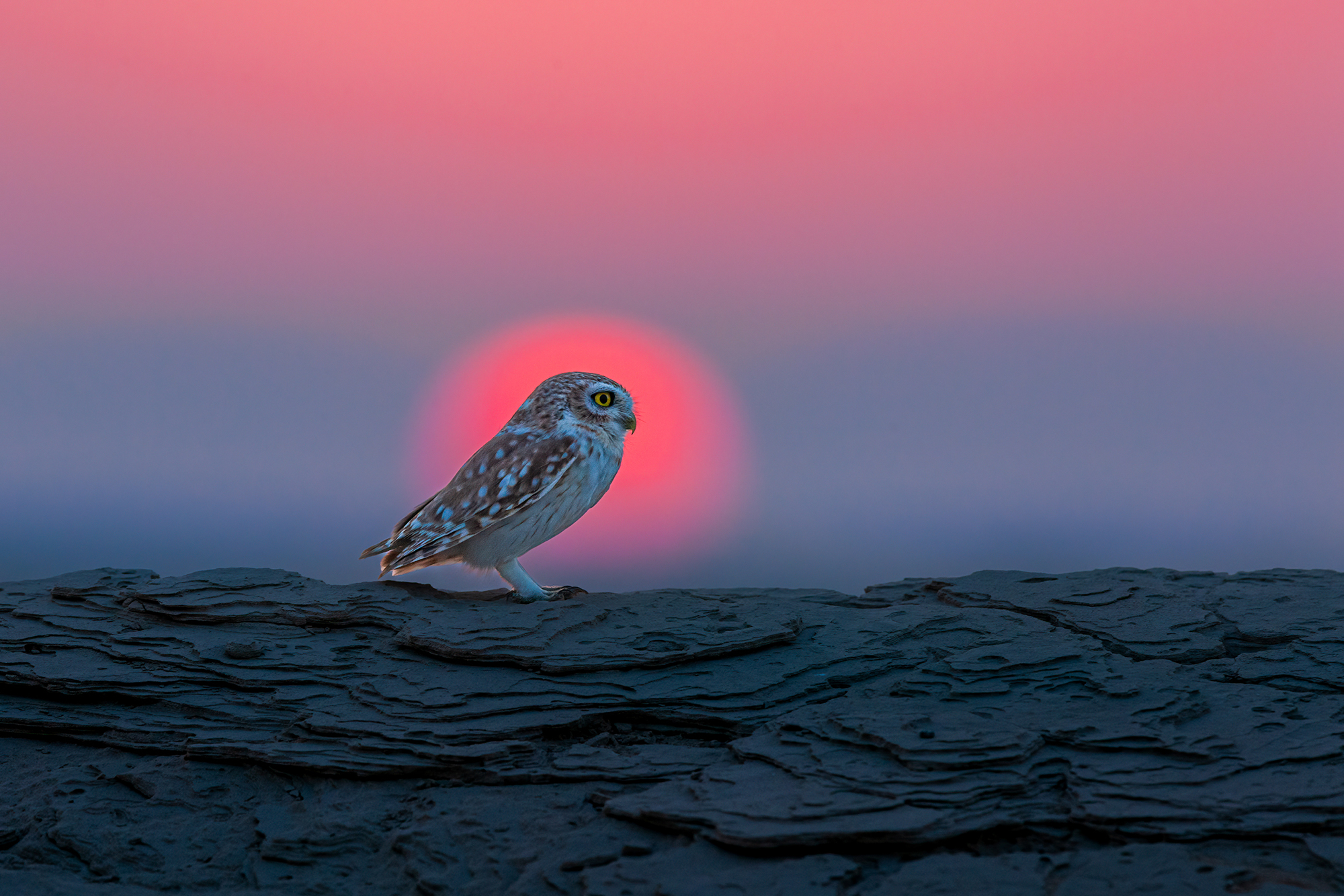 PT_Exp_Vol_40_Species_Hermis_Haridas