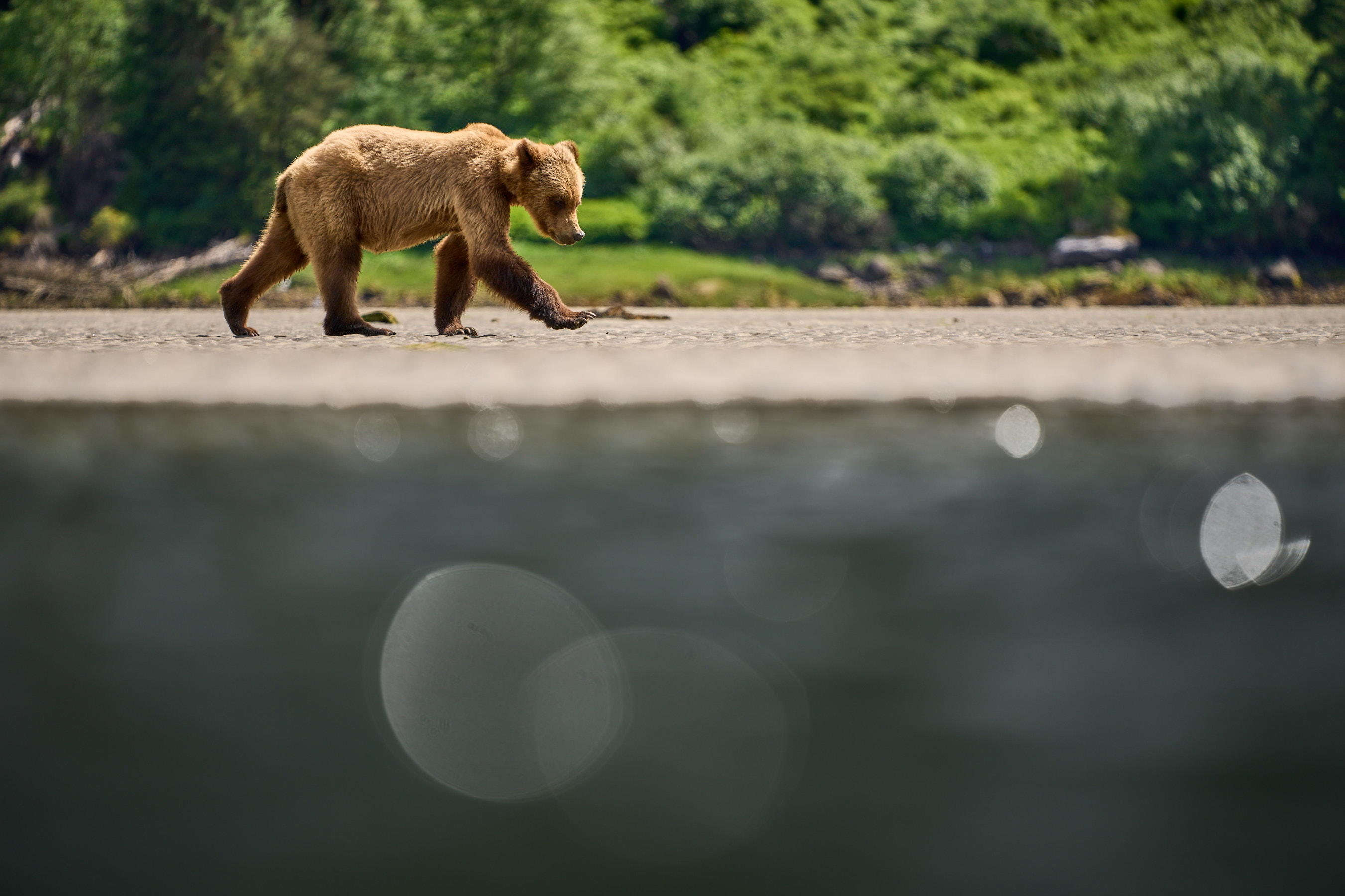 PTAware_Vol_28_Grizzly_bears_Peter_Hudson