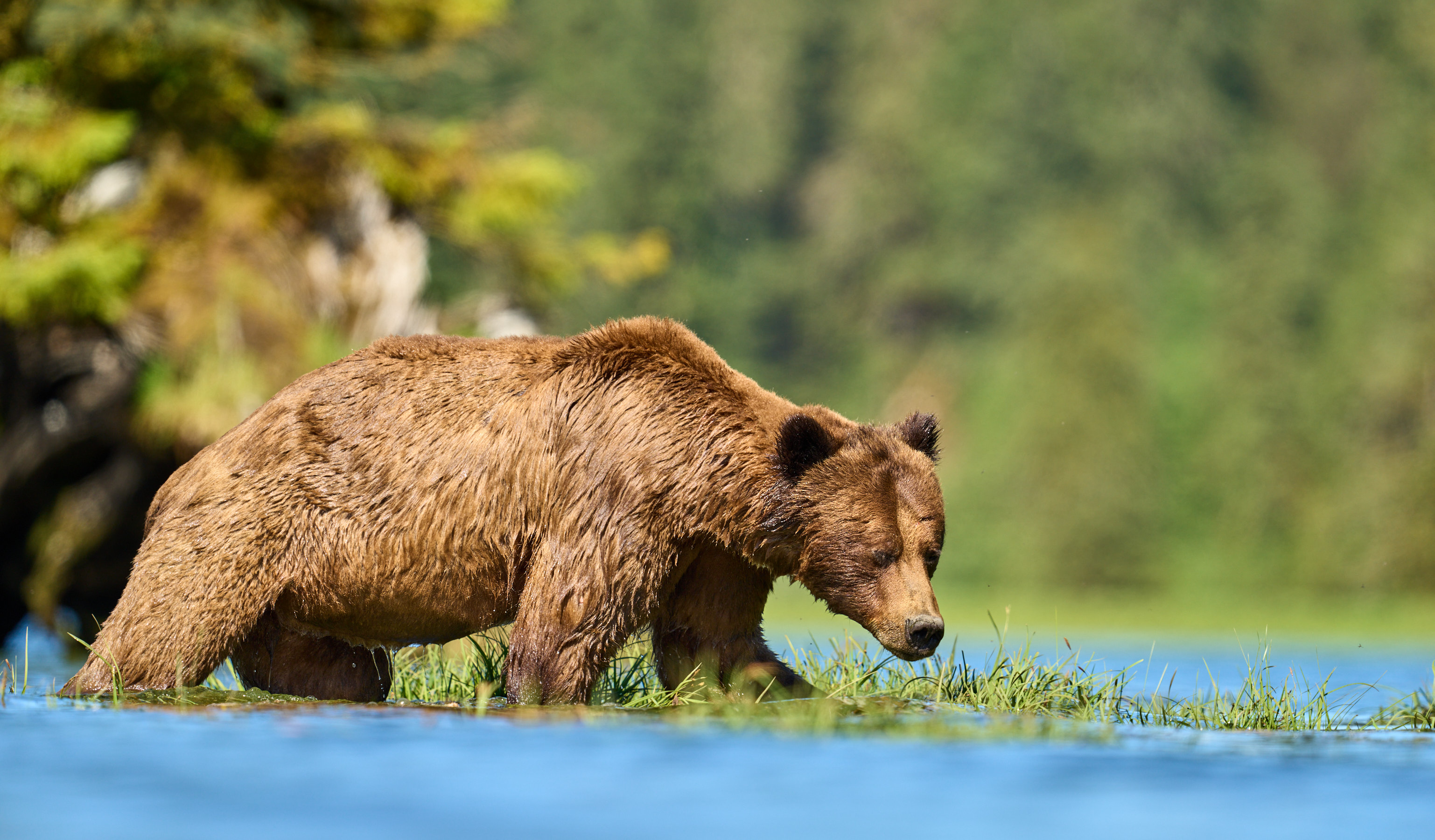 PTAware_Vol_28_Grizzly_bears_Peter_Hudson