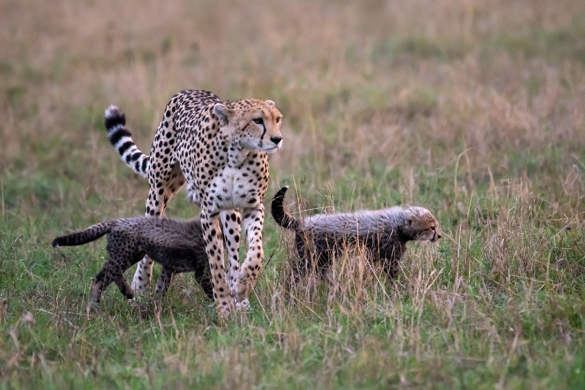 PT_Exp_Vol_41_TTL_Anosh_Koppikar