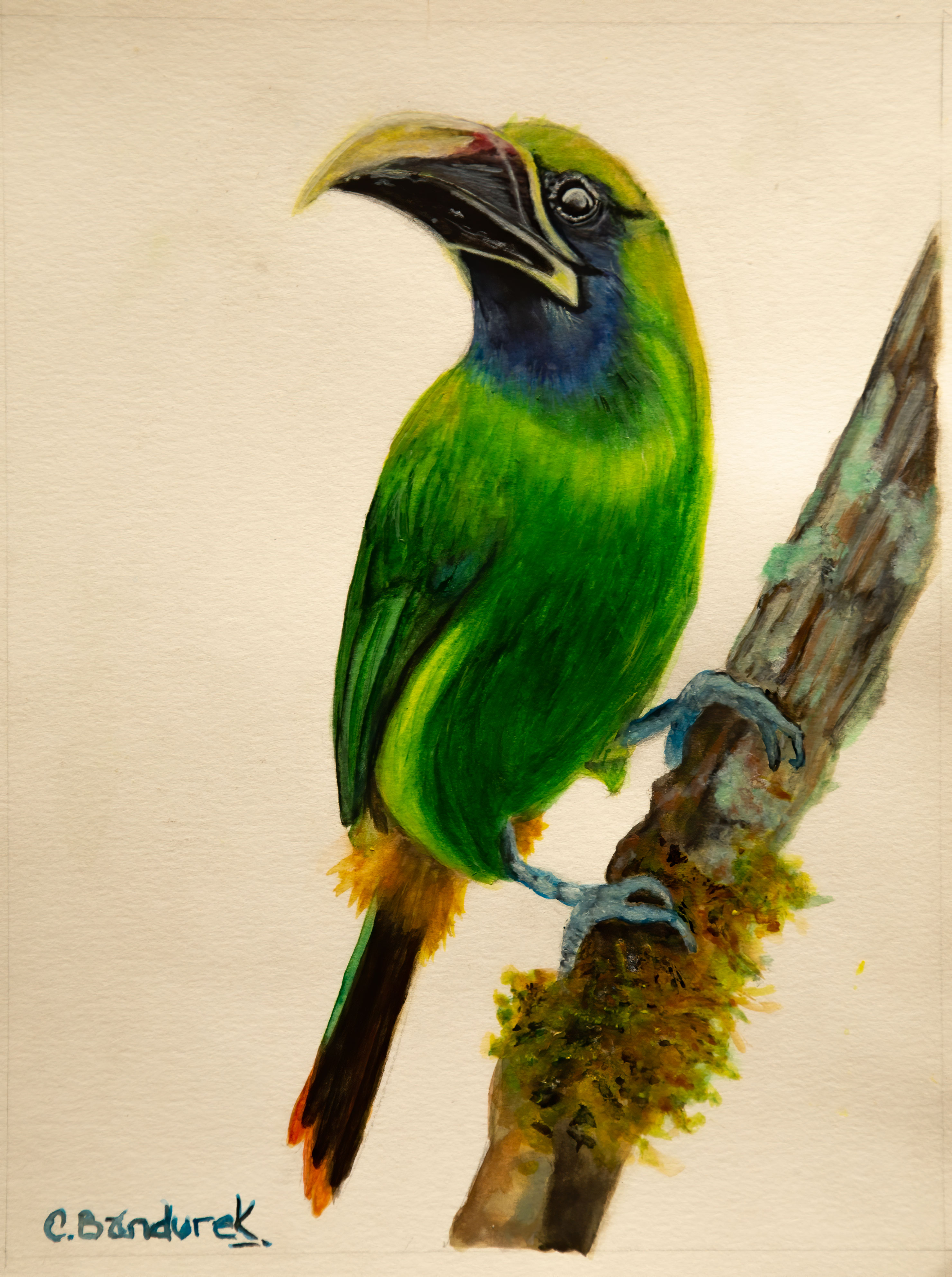 PT_Exp_Vol_41_Wildart_Cynthia_Bandurek