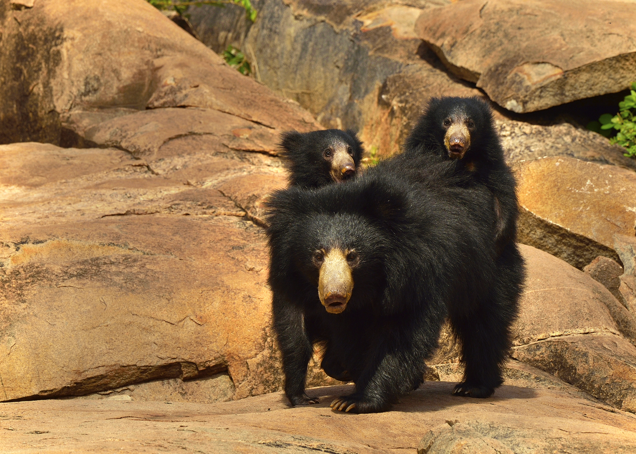 Sloth Bear - PT Aware eMagazine - Paws Trails