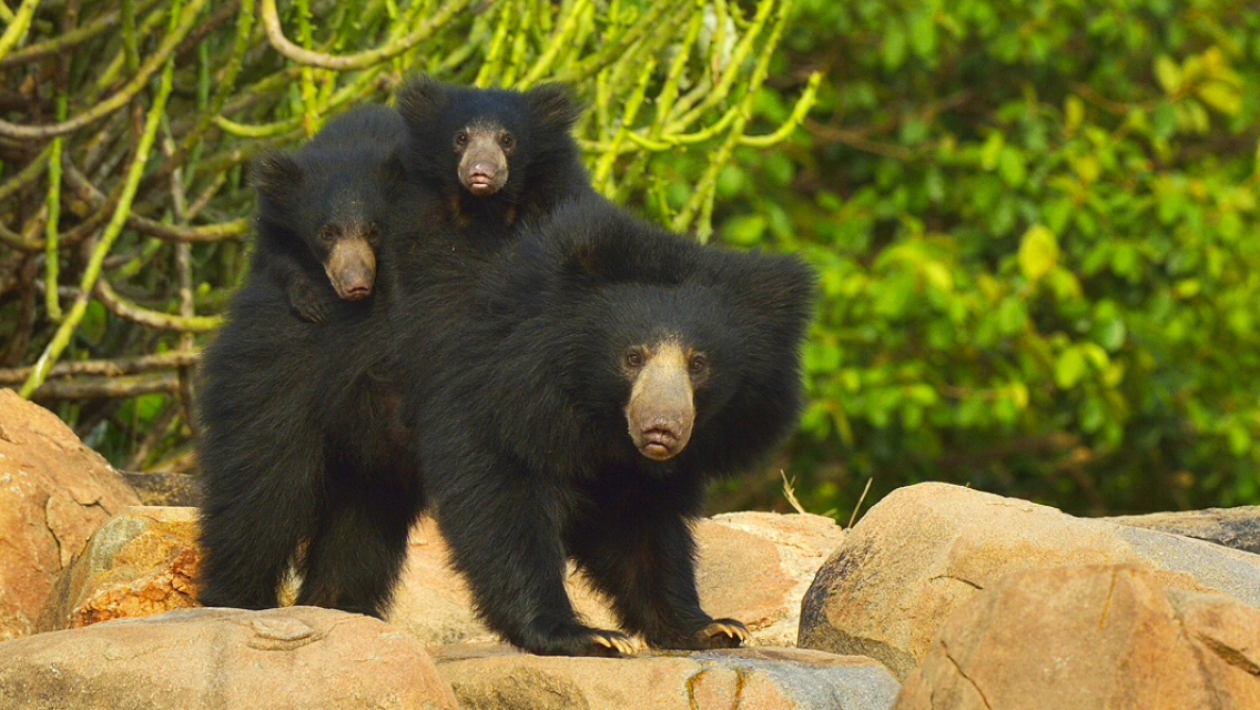 Sloth Bear - PT Aware - Paws Trails