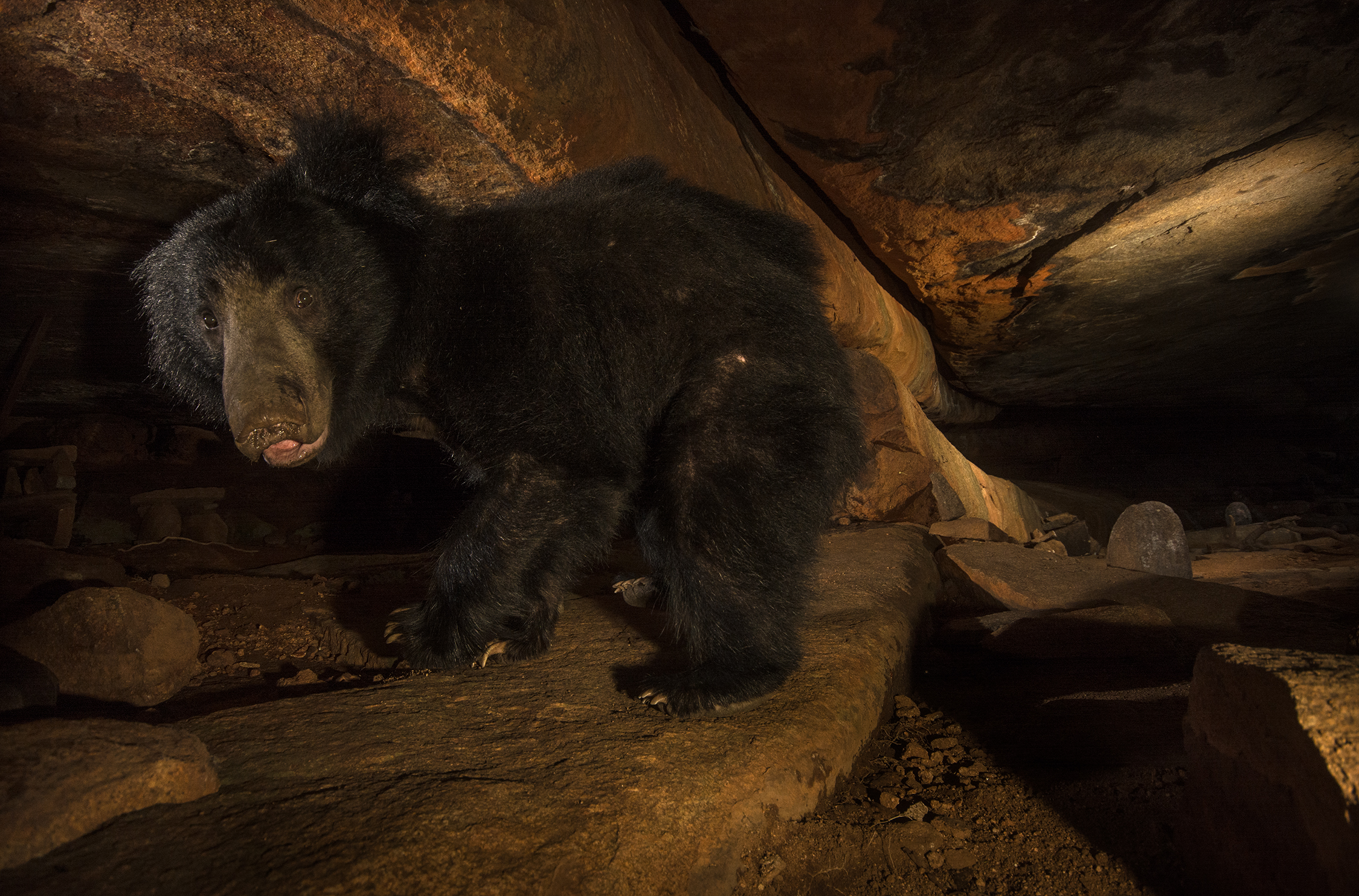 Sloth Bear - PT Aware eMagazine - Paws Trails
