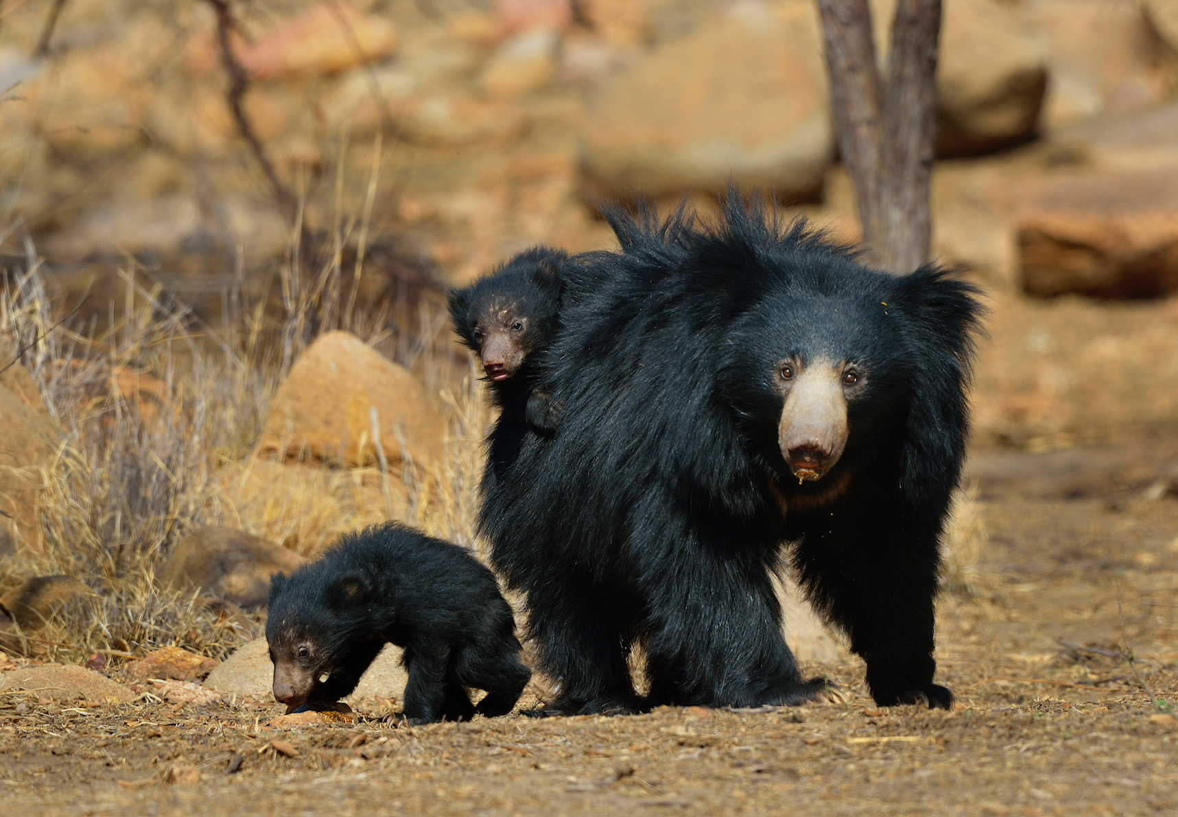 Sloth Bear - PT Aware eMagazine - Paws Trails