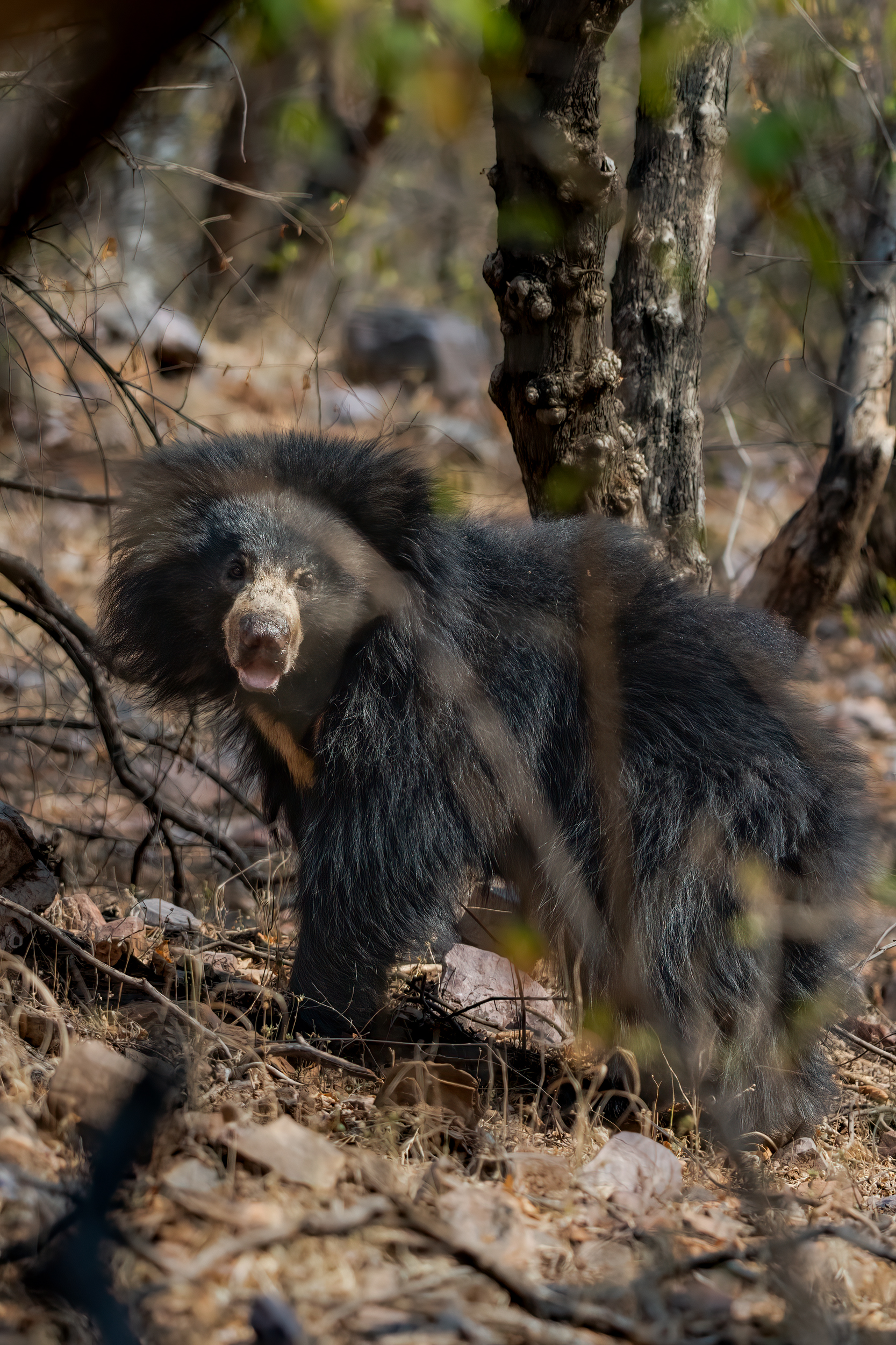 Sloth Bear - PT Aware eMagazine - Paws Trails