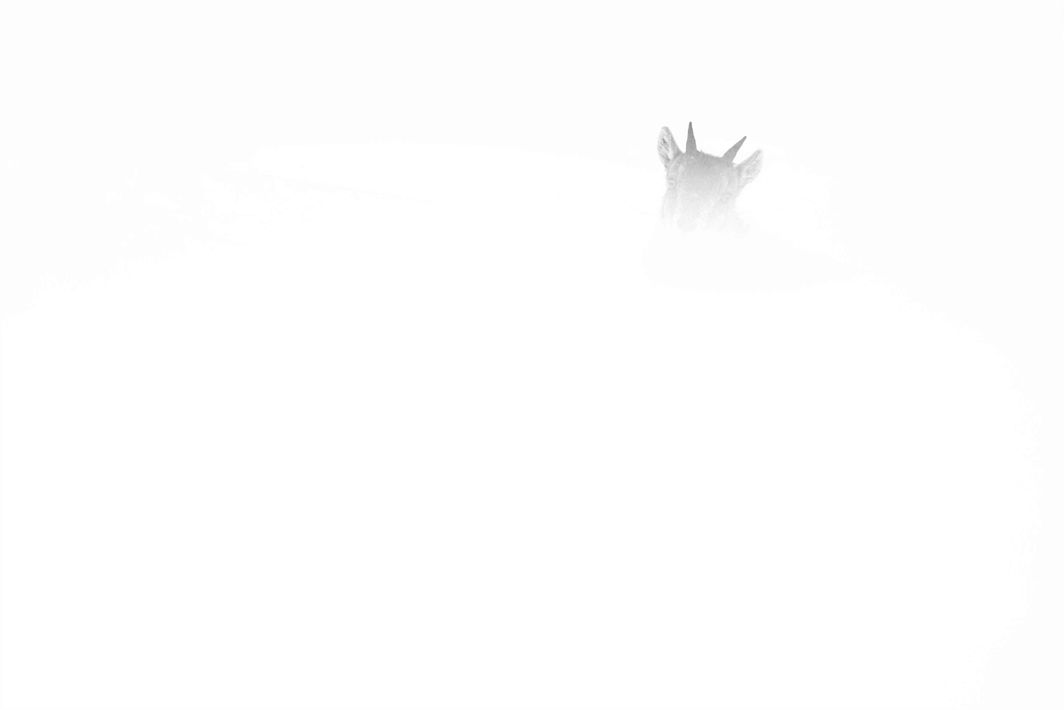 PT_Exp_Vol_42_Species_Gustavo_Costa