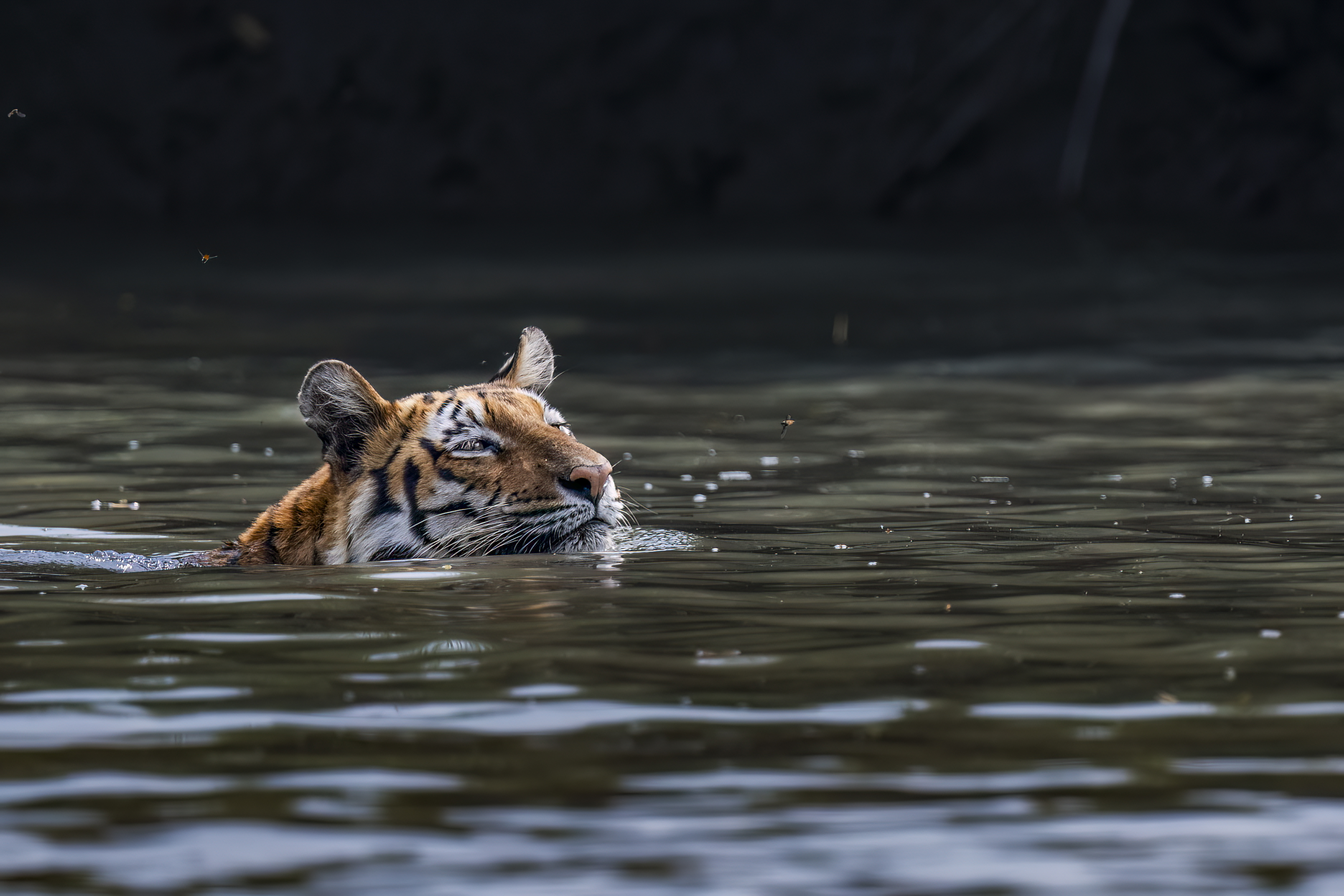 BENGAL TIGER CONSERVATION BY HERMIS HARIDAS