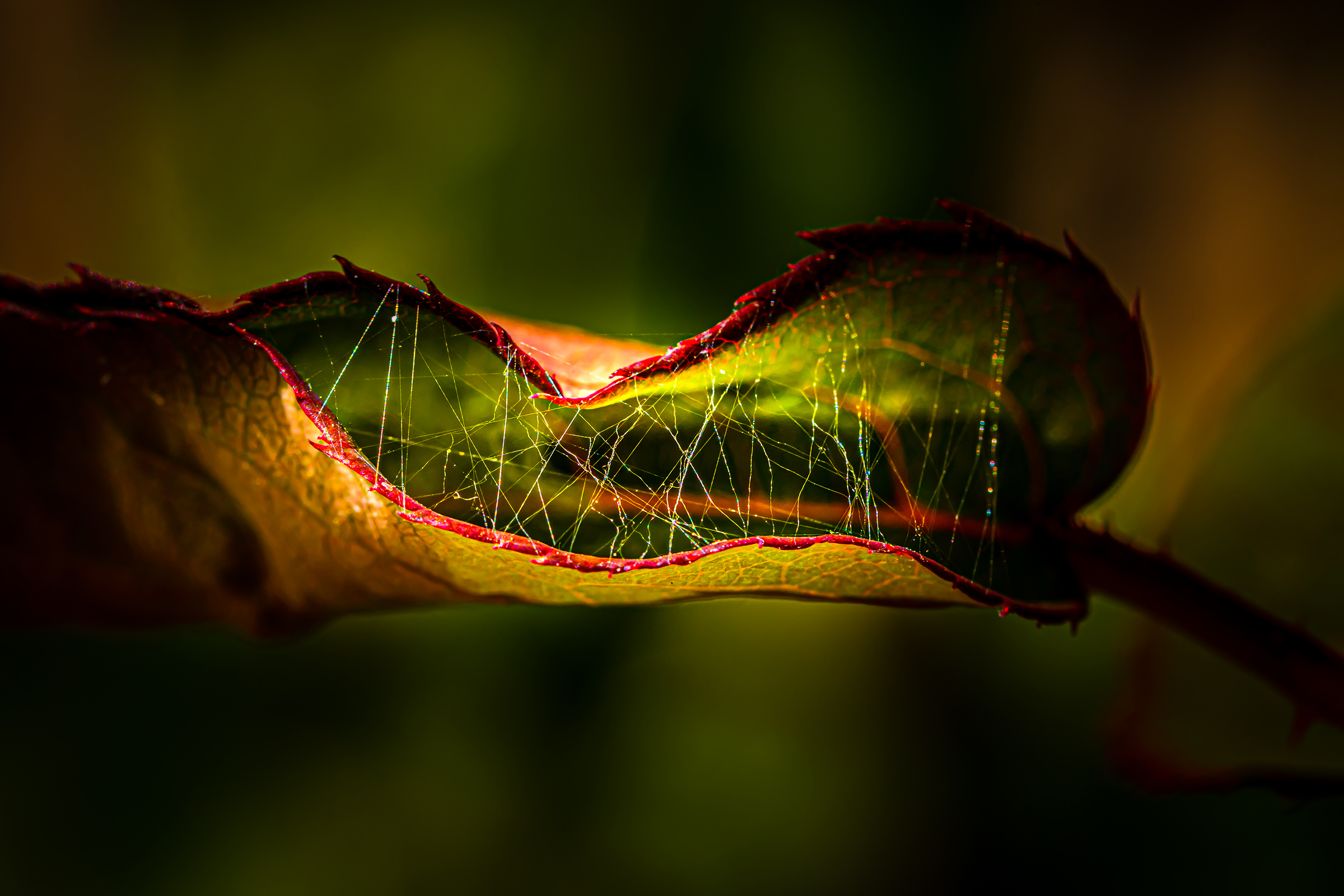 Close-up Photography in Nature BY Ata Hassanzadeh Dastforoush