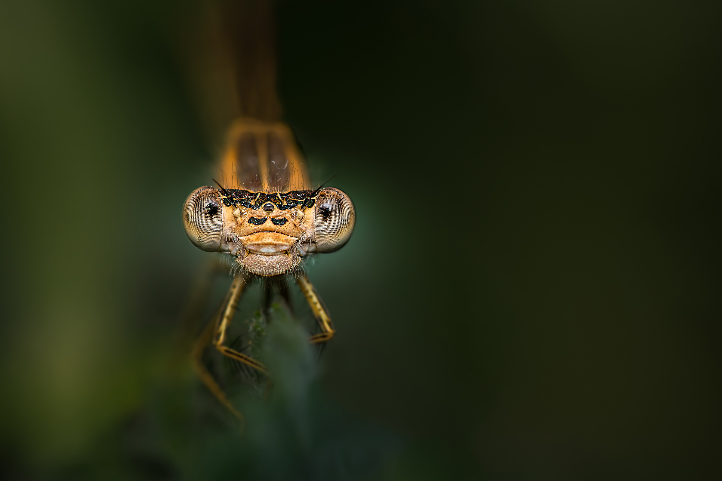 Close-up Photography in Nature BY Ata Hassanzadeh Dastforoush